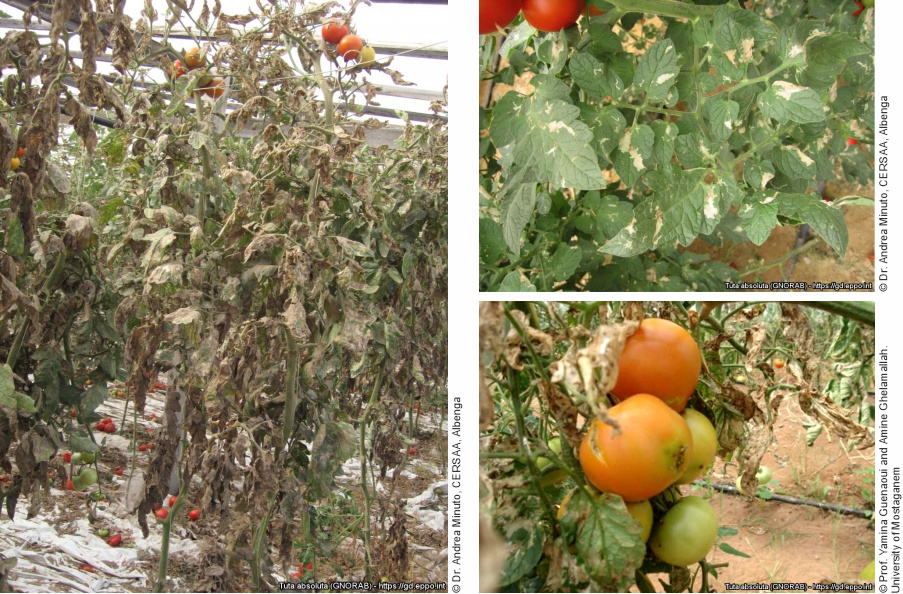 Daños causados por Tuta absoluta en plantas de tomate
