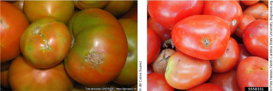 Damage caused by Tuta absoluta in ripe tomatoes