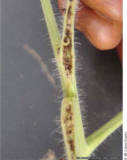 Tuta absoluta larva inside a tomato stem