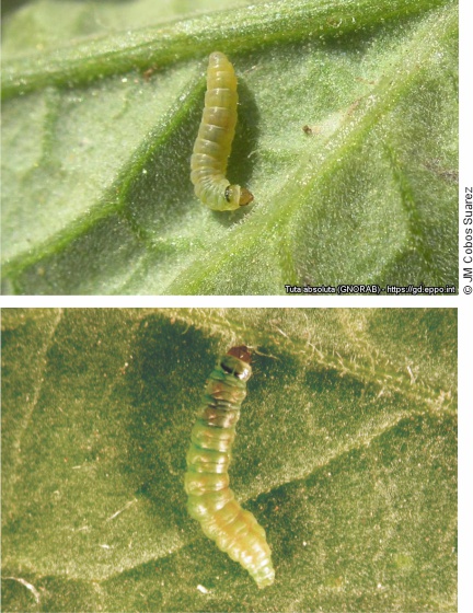 Tuta absoluta larva